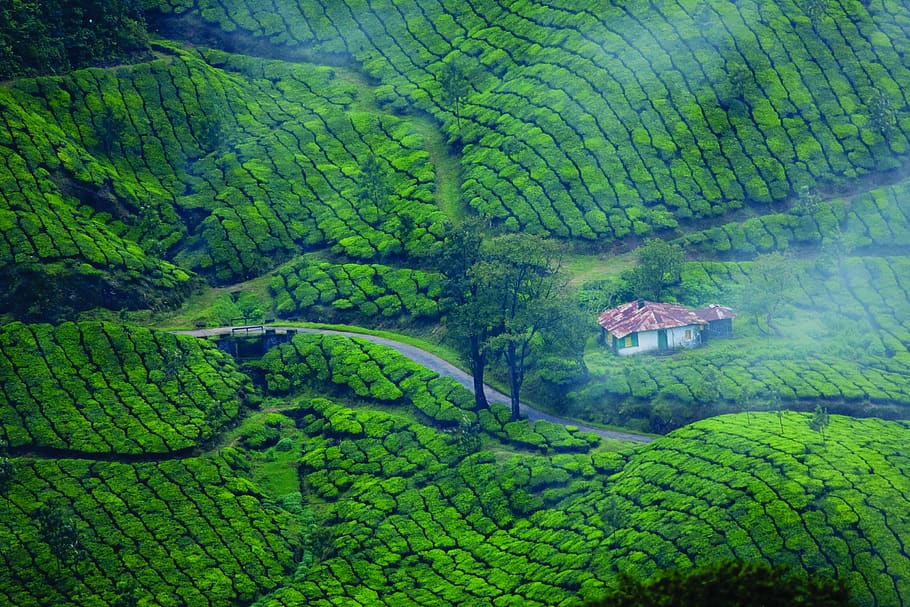 Day 2: Full Day Munnar Excursion
